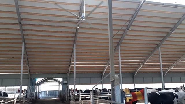 Потолочные вентиляторы для коровника смотреть онлайн