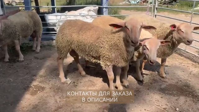 Овцы и бараны Шароле! Мясная порода овец! Разведение овец породы Шароле! Племенные овцы Шароле смотреть онлайн