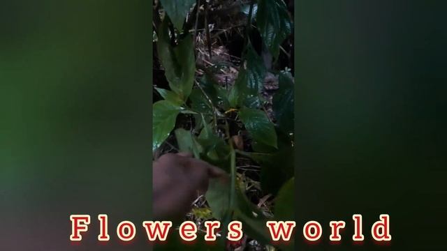 Jacobinia Plant Care in Malayalam /ജേക്കബിനിയ ചെടികള് смотреть онлайн