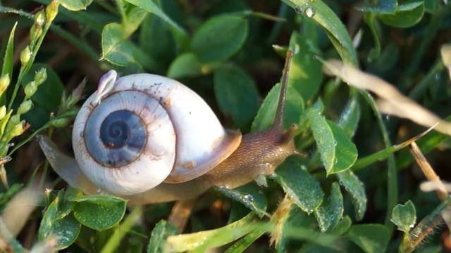 Snail Sony a 57 смотреть онлайн