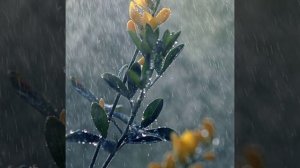 Поль Мориа (Шербургские зонтики)(миг лета)