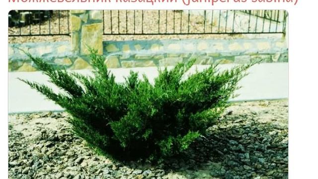 Можжевельник казацкий (juniperus sabina) смотреть онлайн