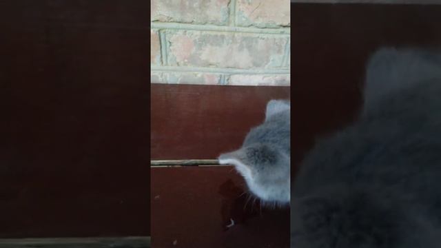 Мой домашний кот манул смотреть онлайн