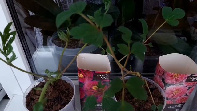 Посадила Пионы Древовидные и Розы !!! ??? Готовлюсь к дачному сезону ... смотреть онлайн