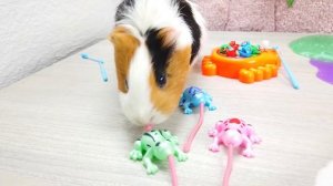 СВИНКА БУЗЯ И ВЕСЕЛЫЕ СОРЕВНОВАНИЯ С КВАКОЗЯБРАМИ ЧЕЛЛЕНДЖ