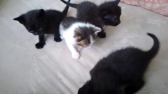 шустрики смотреть онлайн