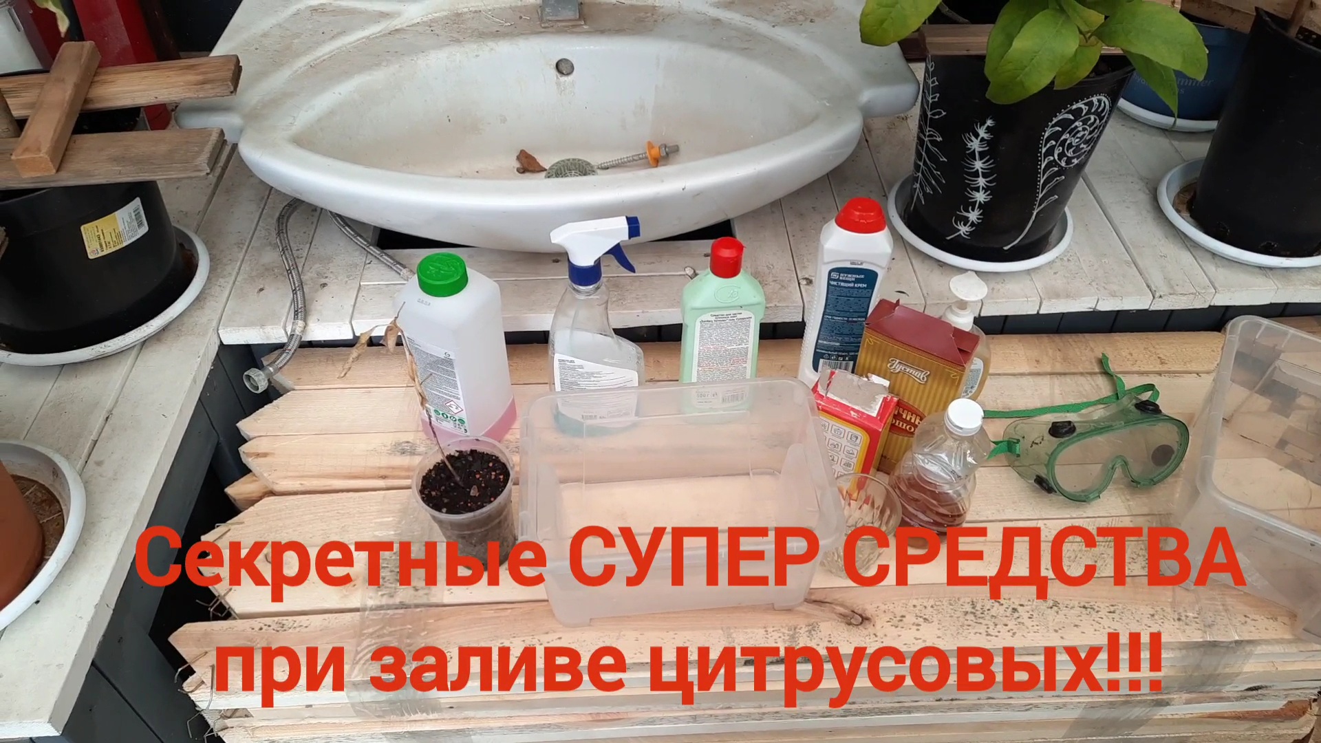 СУПЕР ЭФФЕКТИВНОЕ, СУПЕР СРЕДСТВО при заливе цитрусовых! Супер результат!!! Реанимация цитрусов.