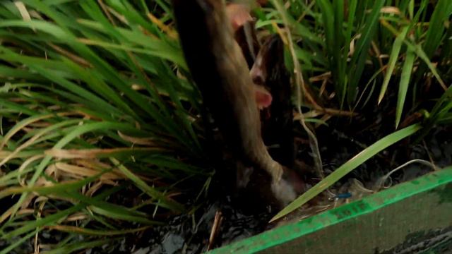 Анонс / Піпловські щуки! Таких ми ще не ловили!!