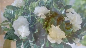 Выращивание гардении жасминовидной в домашних условиях. Гардения жасминовидная посадка и размножени