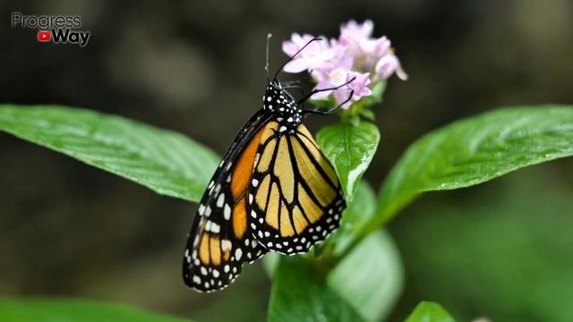 Сыпьте Под Смородину Весной По 1 Ложке! Размер И Сладость Ягод Вас Удивит! Ягоды Будет Завались! смотреть онлайн