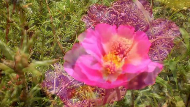 ПРОСТЫЕ Летние цветы для клумб beautiful flowers сад и огород #клубма #чернобрывцы #бархатцы смотреть онлайн