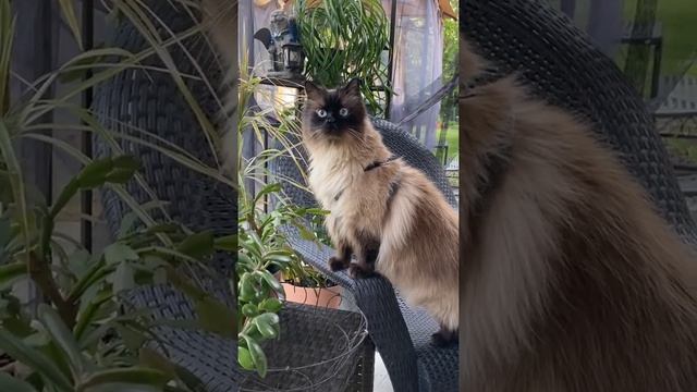 Кот# гималайский кот# Himalayan cat# cats# fluffy смотреть онлайн