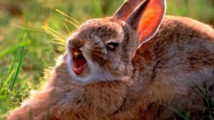 ЗВУК БЕШЕНОГО КРОЛИКА!!! ВКЛЮЧИ ЗВУК ОЧЕНЬ БЕШЕНОГО КРОЛИКА СВОЕМУ ПИТОМЦУ!!