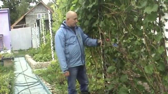 Виноград в Подмосковье собираем урожай смотреть онлайн