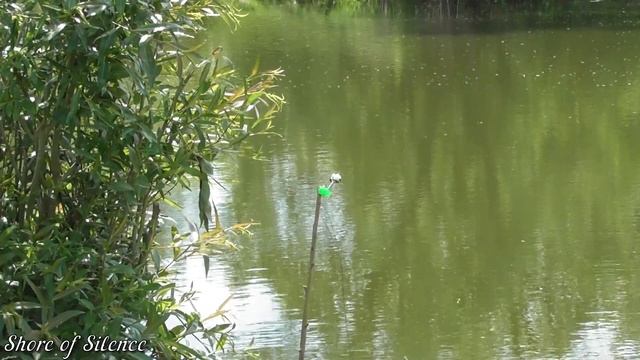 Рыбалка на закидушки. Ловля карася на утренней зорьке. Рыбалка с ночевкой. Карась на пенопласт. смотреть онлайн
