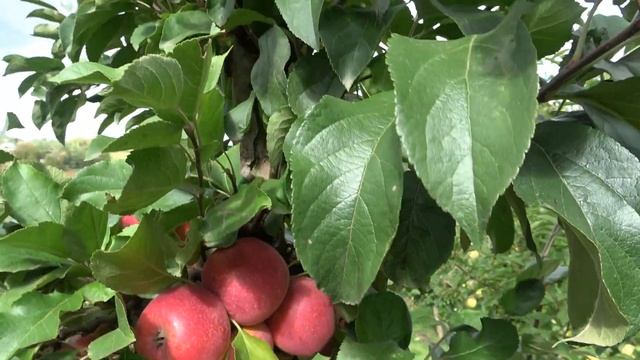 Яблочное великолепие / Сорт яблони КАДЕЛ смотреть онлайн