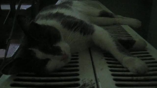 Кошка спит на батарее смотреть онлайн