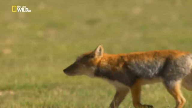 Дикая природа Китая. Царство дикой природы Тибета ( Nat Geo Wild ) смотреть онлайн