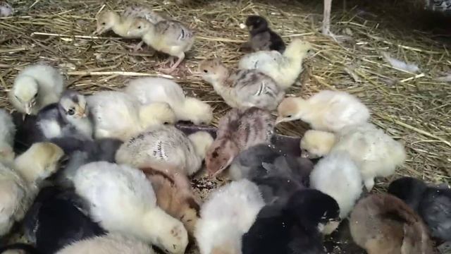 Как правильно кормить индюшат первую неделю. Индюшата растут.