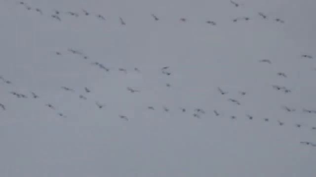 Перелетные птицы весной смотреть онлайн