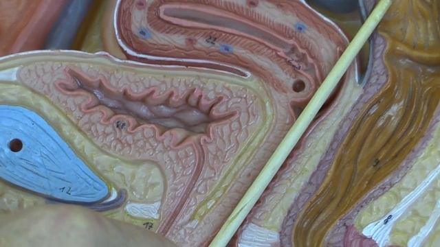 Anatomy 15, Female genital organs смотреть онлайн