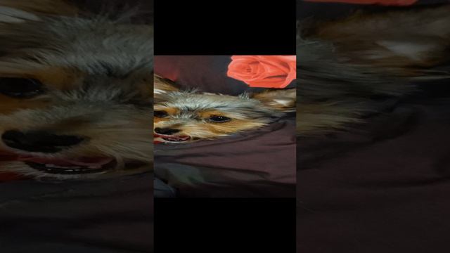 Поел, можно и поспать