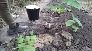 ПРАВИЛЬНАЯ ПОСАДКА РЕМОНТАНТНОЙ МАЛИНЫ ОСЕНЬЮ-ЛУЧШИЙ СПОСОБ!!!