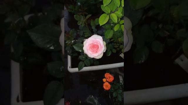 #Jumilia #Rose смотреть онлайн