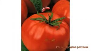 Томат обыкновенный Розовый фламинго ? обзор: как сажать, семена томата Розовый фламинго