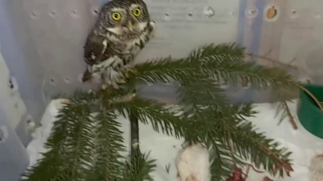 Водяной Пастушок   Петуся начал кушать  22 0121 г