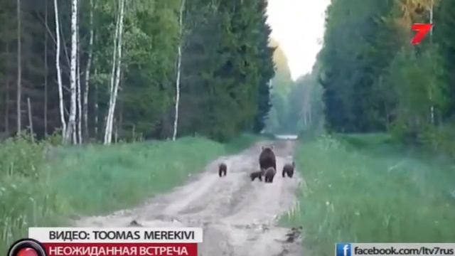 медведица с медвежатами 2017 06 16 смотреть онлайн