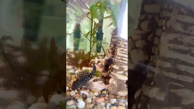 Анциструсы спаривание полное видео Ancistrus Love