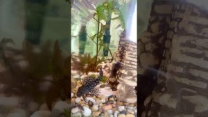 Анциструсы спаривание полное видео ancistrus love