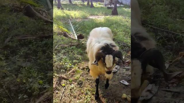 ?TOP QUALITY SHEEP AA SHEEP FARM | 2023 | #nellorejodipi #beast #fighter #sheep смотреть онлайн