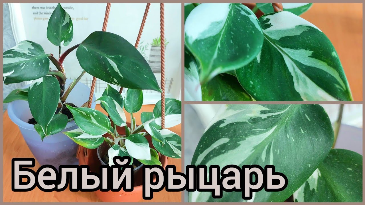 Как лучше выращивать #ФИЛОДЕНДРОН Белый рыцарь/White knight?Мой опыт и наблюдения? #цветы #растени смотреть онлайн