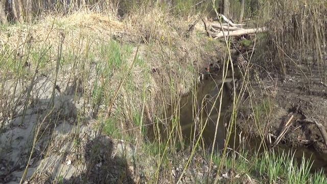 ОТКУДА В РУЧЬЕ СТОЛЬКО !!НАДО ЖЕ ТАК ПОПАСТЬ!! Рыбалка 2019 fishing in the puddles and streams смотреть онлайн