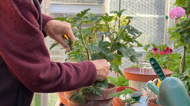 Over Wintering Tips - Trimming Larger Plants, Pulling up Root Cuttings смотреть онлайн