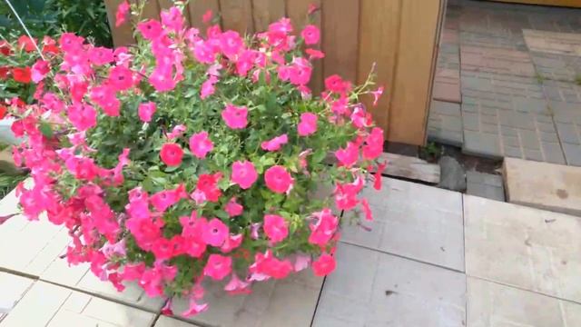 Обзор моего участка на 20 июля 2022 года! смотреть онлайн