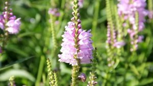 Посадка и Уход ФИЗОСТЕГИИ Виргинской