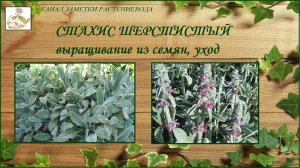 Стахис шерстистый - выращивание из семян, уход