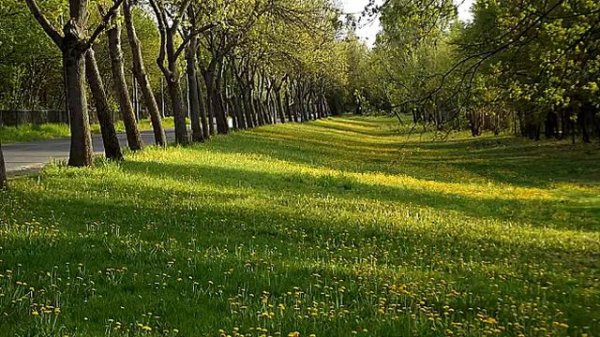 Laszlo Papp Doroghy - Green Fields - Brothers Four cover