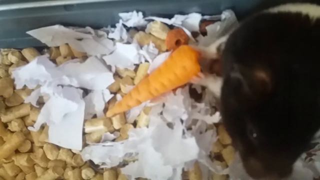 Сплю ну ем смотреть онлайн