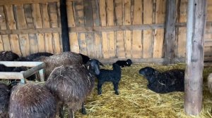 Содержание окотившихся овцематок и ягнят после двухнедельного возраста