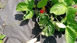 Сорт клубники КСД Эми (АМИ)