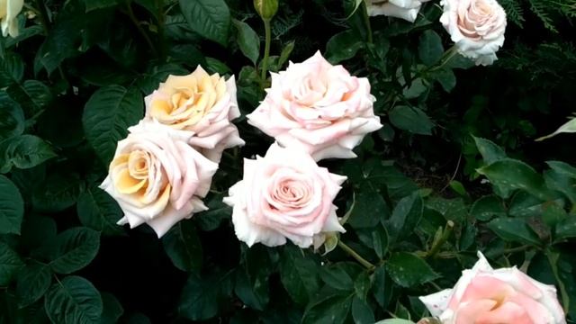 Роза "Крем карамель", цветение. Июнь 2021. смотреть онлайн