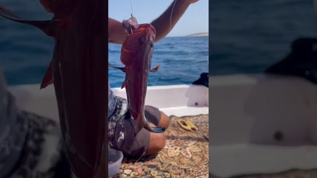 Рыбалка в красном море , рыбалка на коралловом рифе в Хиргаде , отдых в Египте , аквариумные рыбки смотреть онлайн