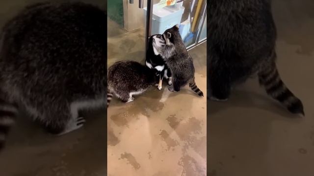 Залюбили собакена#животные#любовь#собака#енот#shorts смотреть онлайн