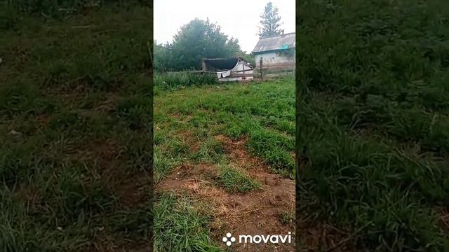 Готовим коров в зиму, какие затраты.