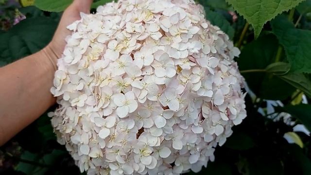 Гортензия древовидная Candybelle Bubblegum