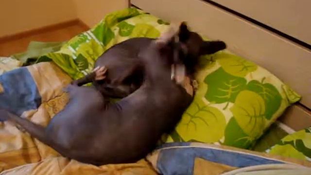 Sphynx cats fight (Бой сфинксов) смотреть онлайн